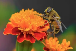 Control of insects in garden