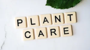 easy gardening care tips